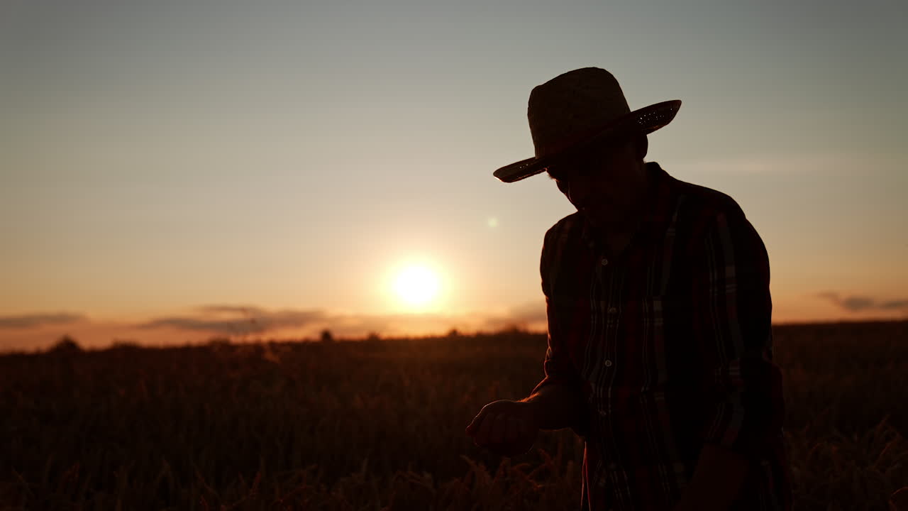 Black silhouette of an old farmer standing in the farmland at sunset. Man pouring grain of wheat.