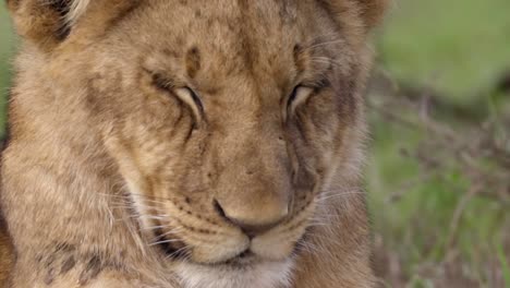 Lion-Cub-Sleeping-Close-Up