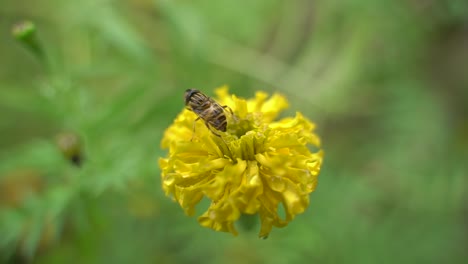 A-butterfly-is-perched-on-a-marigold