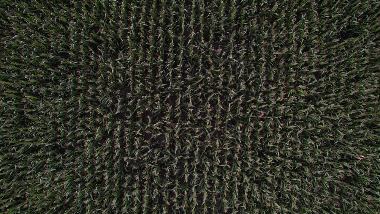 vista aérea de la cosecha de maíz en el campo de siembra, argentina