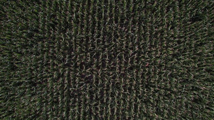 AERIAL VIEW OF CORN HARVEST IN THE SOWING FIELD, ARGENTINA