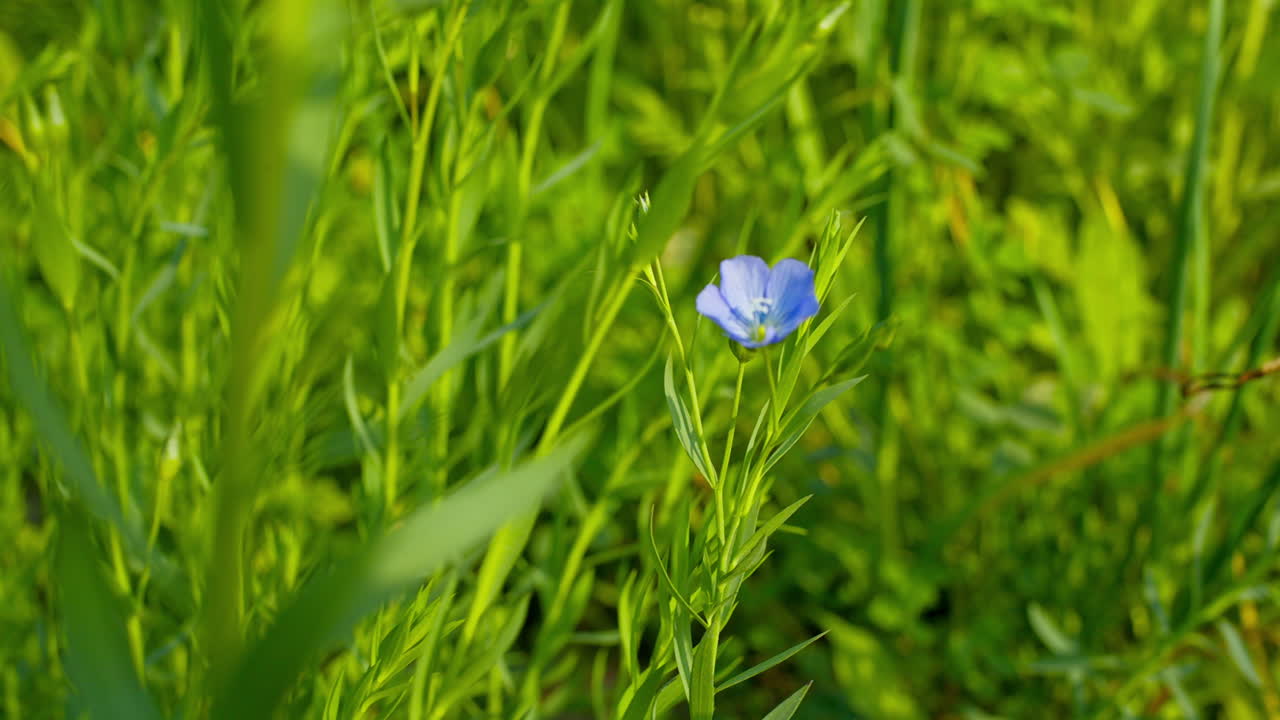 Blue flax flower swinging in the wind, natural herbal cultivation for linen and oil.