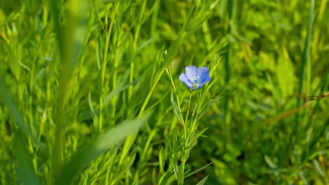 blue flax flower swinging in the wind, natural herbal cultivation for linen and oil.