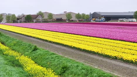 Flying-Above-Colorful-Blooming-Tulips-In-The-Netherlands---Drone-Shot