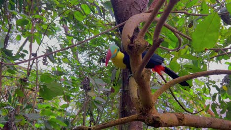 un hermoso y colorido tucán se sienta en los árboles de la jungla