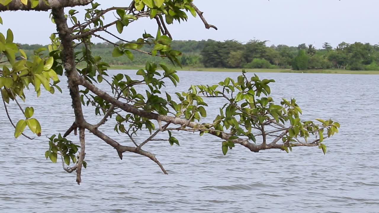 las ondas onduladas de agua lenta emergen en el tanque, las ramas de los árboles en primer plano, el clip de movimiento panorámico de izquierda a derecha, el paisaje de la costa verde en hambantota