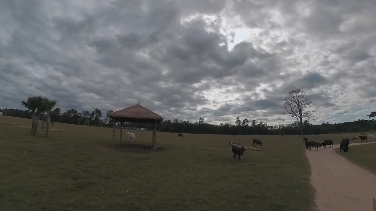 Mucca Watusi che segue un trattore in una giornata nuvolosa.