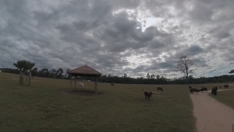 Watusi-cow-following-a-tractor-on-an-overcast-day