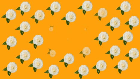 Animation-of-multiple-pink,-yellow-and-white-roses-moving-over-orange-background