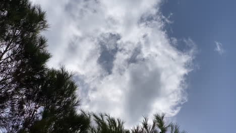 Blick-Auf-Die-Kiefernnadeln,-Die-Unter-Dem-Windigen,-Wolkigen-Blauen-Himmel-Wehen