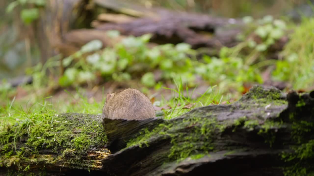 Rat runs out from side of mossy log, briefly appearing then disappearing into the foliage again