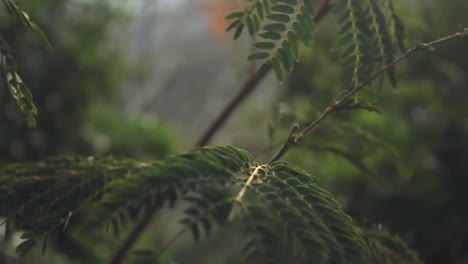 fern branches in the canadian countryside