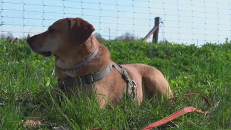 A-dog-rests-in-the-lush-green-grass,-attentively-observing-its-peaceful-surroundings