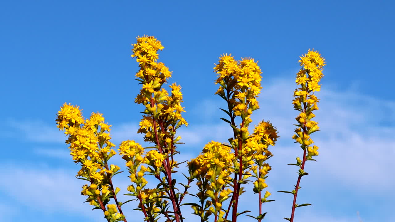 Vibrant yellow Summer flowers sway gently in an open field under a crystal clear blue sky