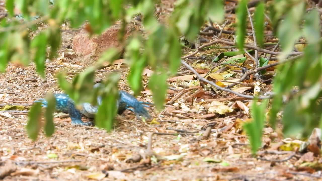 콜롬비아의 민카 숲에서 먹이를 찾는 큰 파란 도마
