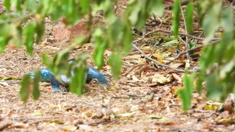 Große-Blaue-Eidechse-Auf-Der-Suche-Nach-Nahrung-Im-Wald-In-Minca,-Kolumbien