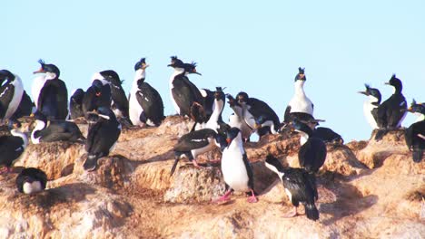 colony of imperial shags protecting their nests and jostling for space