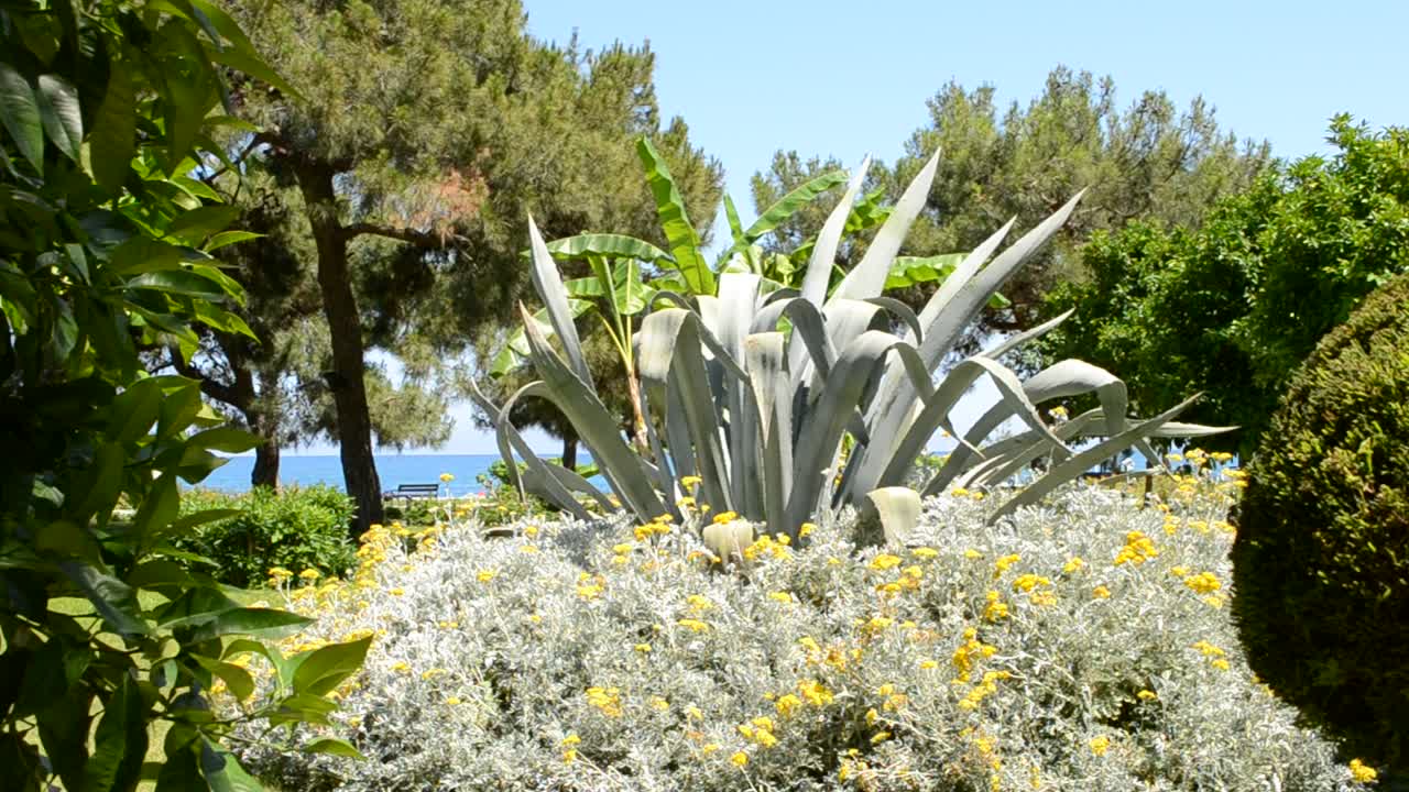 Palmiye ağacı