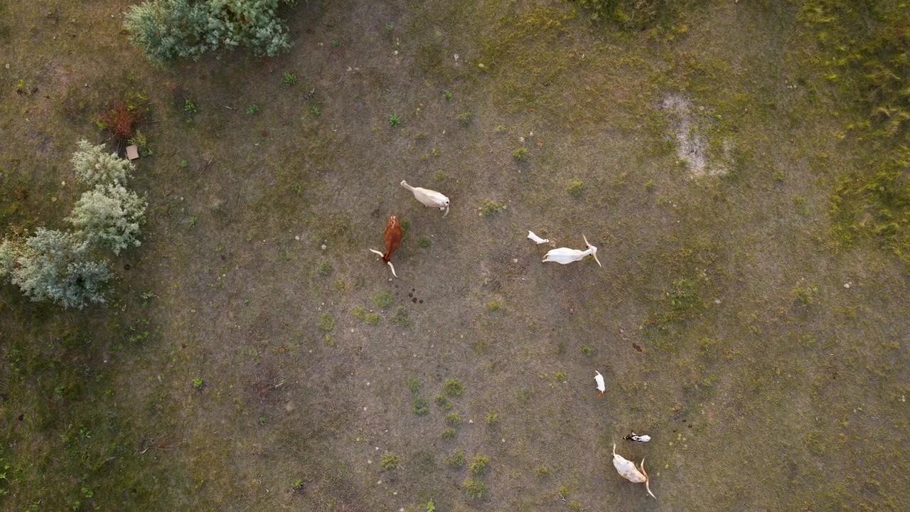 Dronevideo viser Texas Longhorn-kyr som pleier nyfødte kalver på åpent jordbruksland ved gyllen time, og fremhever et rustikt landskap, beitende storfe og rolig ettermiddagslys i et luftfoto ovenfra.