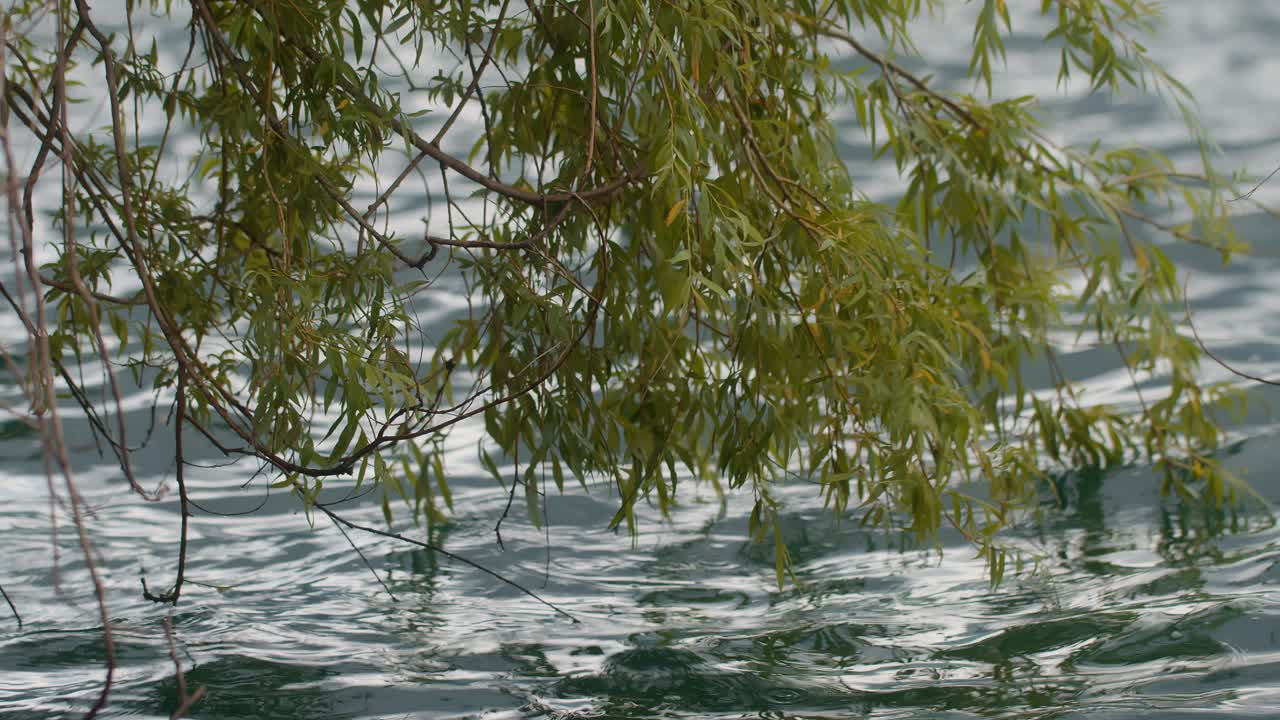 Tree leaves lean and touch wavy waters at Lake Como, Italy (Lago di Como, Italia), peaceful natural scenery