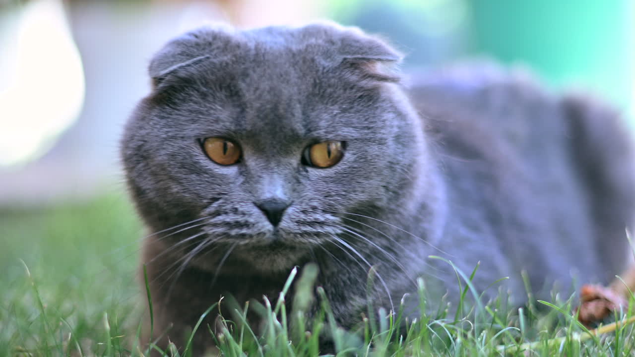Scottish Fold-kat med orange øjne, der gaber og hviler sig på græsset i en have