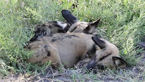 two african wild dogs twitch ears when bothered by flies during nap