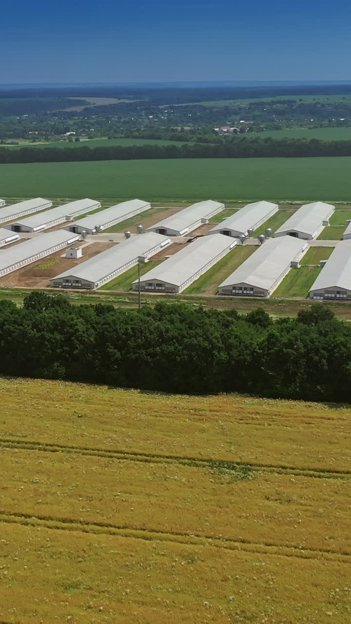 Aerial view on the roofs of modern farmhouses in the countryside. Side view on long buildings for livestock on the natural fields background in a summer day. Vertical video