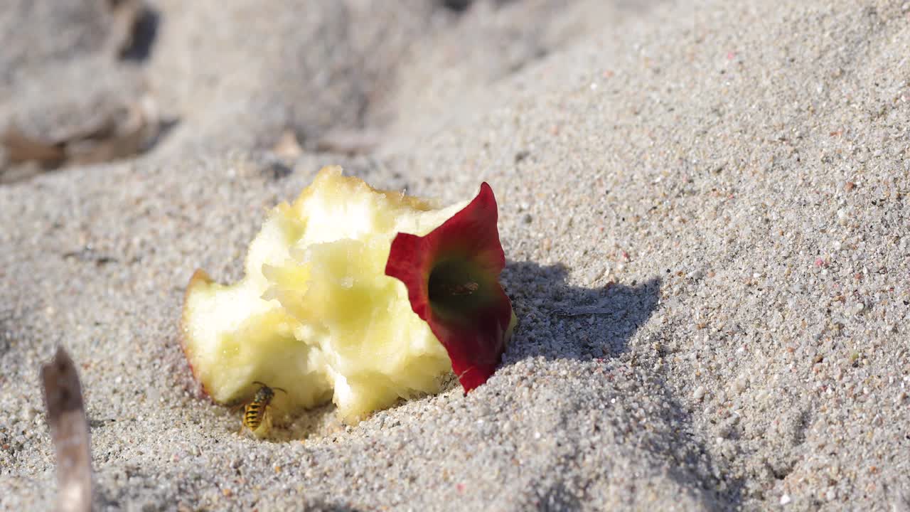 toma cercana de una avispa flotando sobre una manzana sobrante en una playa de arena.