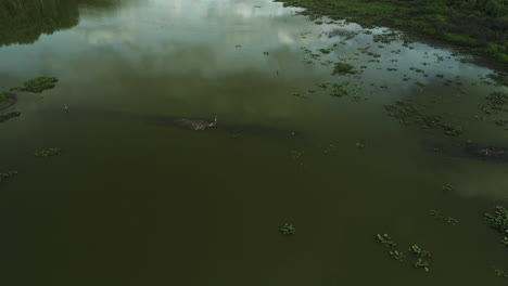 Reflections-Over-Swamps-With-Shallow-Green-Water