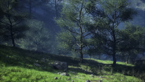 paisaje forestal de niebla