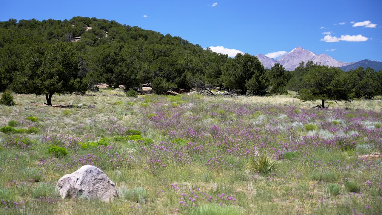 Wildflowers purple summer Buena Vista Rocky mountain Collegiate Peaks 14ers landscape tree grass forest open space land Chaffee County Arkansas River hiking trails bluesky sunny wind morning afternoon