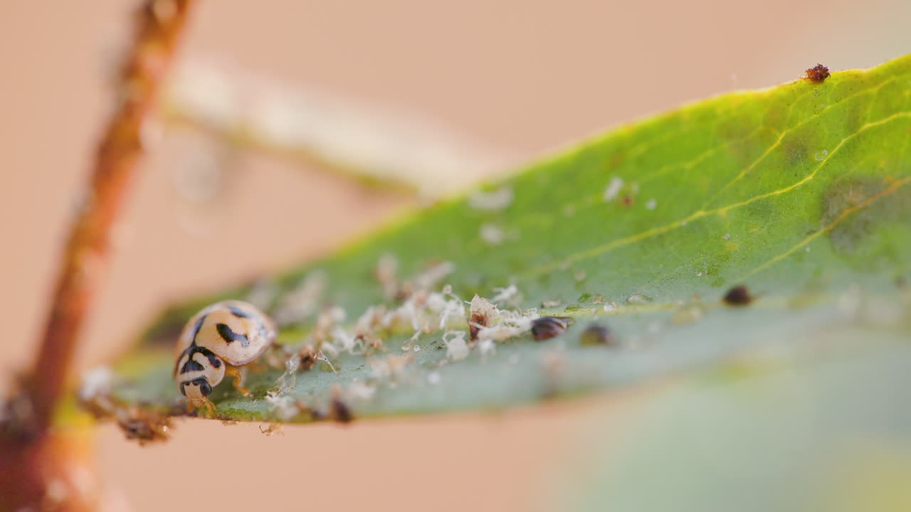 Orange Ladybug devouring aphids on a leaf; macro of predatory behaviour on a winter morning