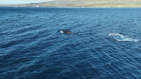 super energetic humpback whale calf making a splash behind mom