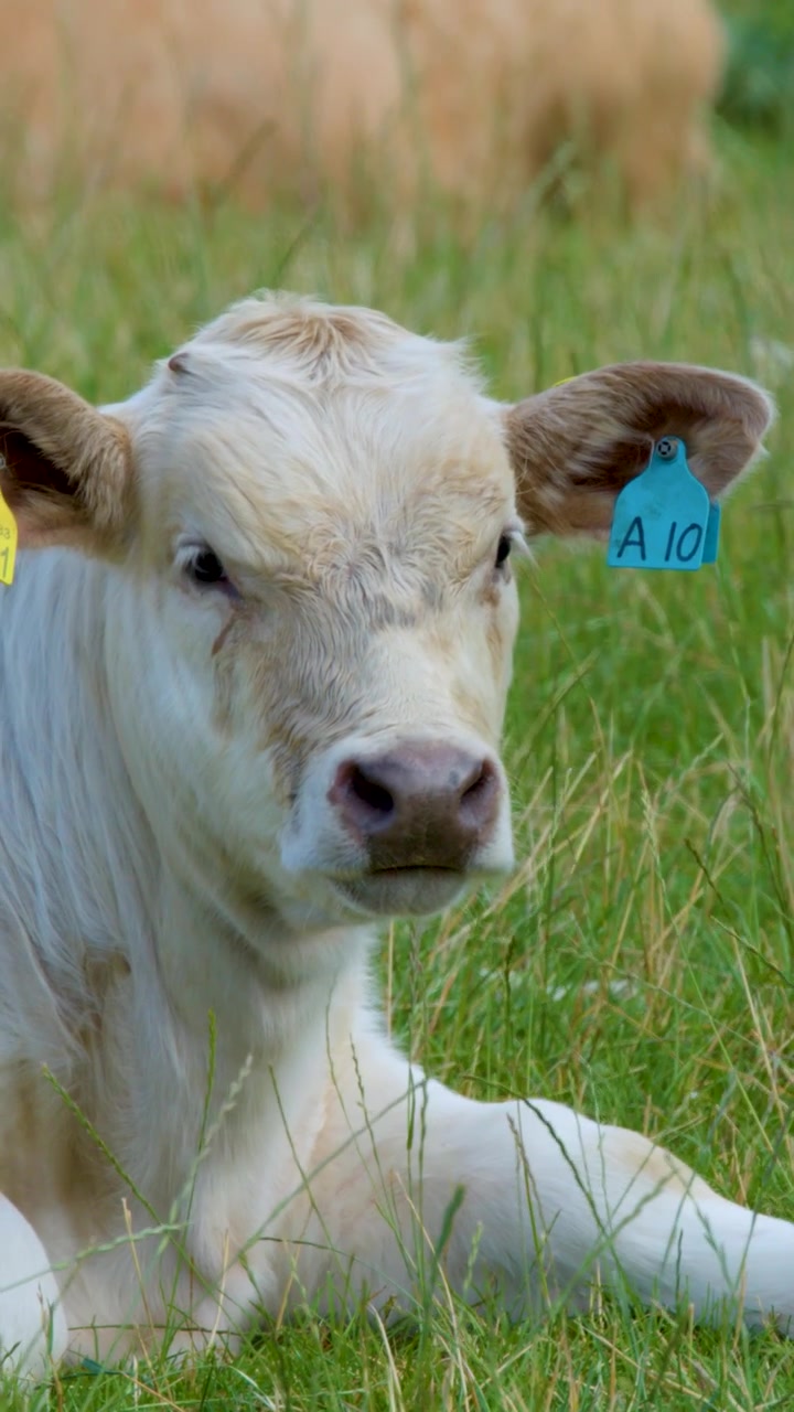 Un giovane vitello si rilassa in un campo erboso, girando lentamente la testa verso la telecamera.