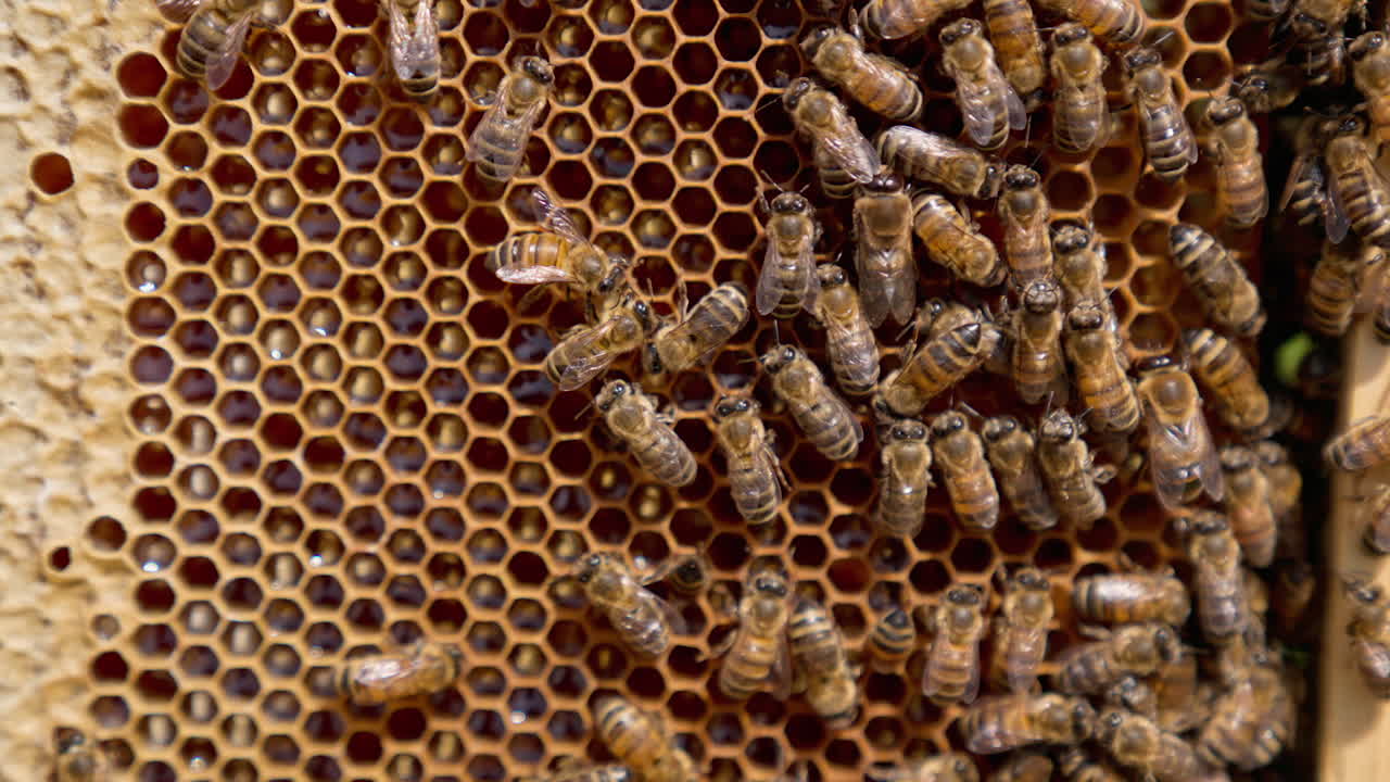 Family of bees and their queen on the honeycombs filled with honey. Cells covered with wax tops and some cells containing larvae. Close up.