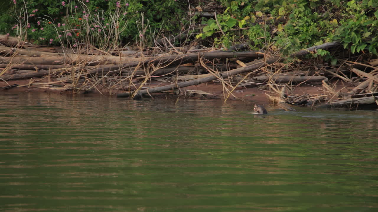 Eurasian otter hunting and eating fish in Kabini River during an afternoon safari