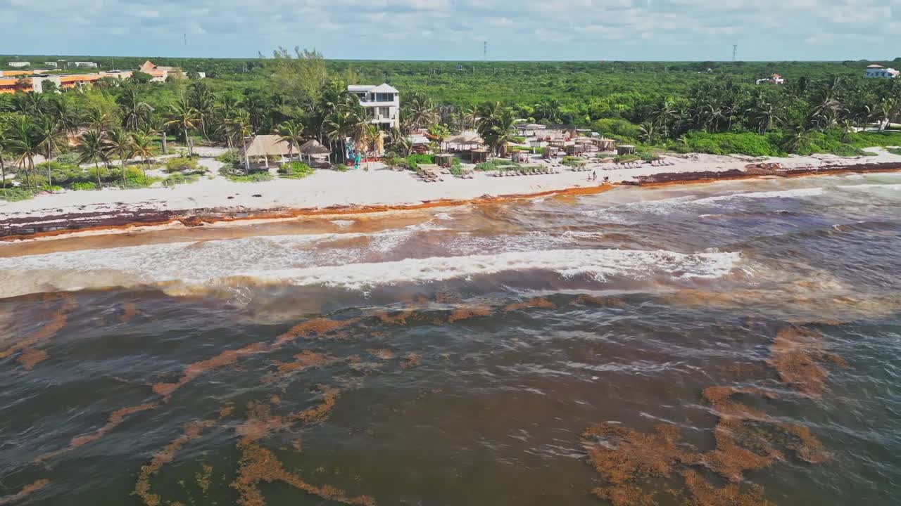 Sargassum Seaweeds Floating In The Sea With Resort In Xpu Ha Beach, Riviera Maya, Mexico. - aerial shot