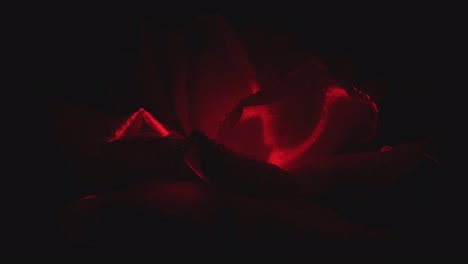 Extreme-Nahaufnahme-Einer-Roten-Rose,-Die-Sich-In-Der-Dunkelheit-Dreht