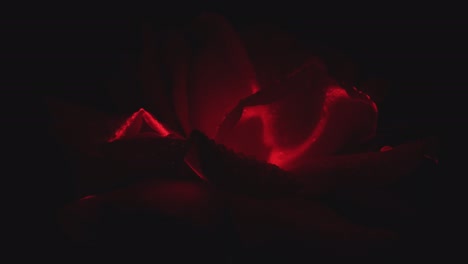 extreme close-up shot of red rose spinning in the darkness