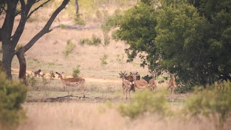 baboon monkeys walking in african savannah past impala antelopes