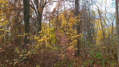 Static-Shot-Time-lapse-Of-High-Rise-Trees-In-Autumn-Season-With-Blue-Sky