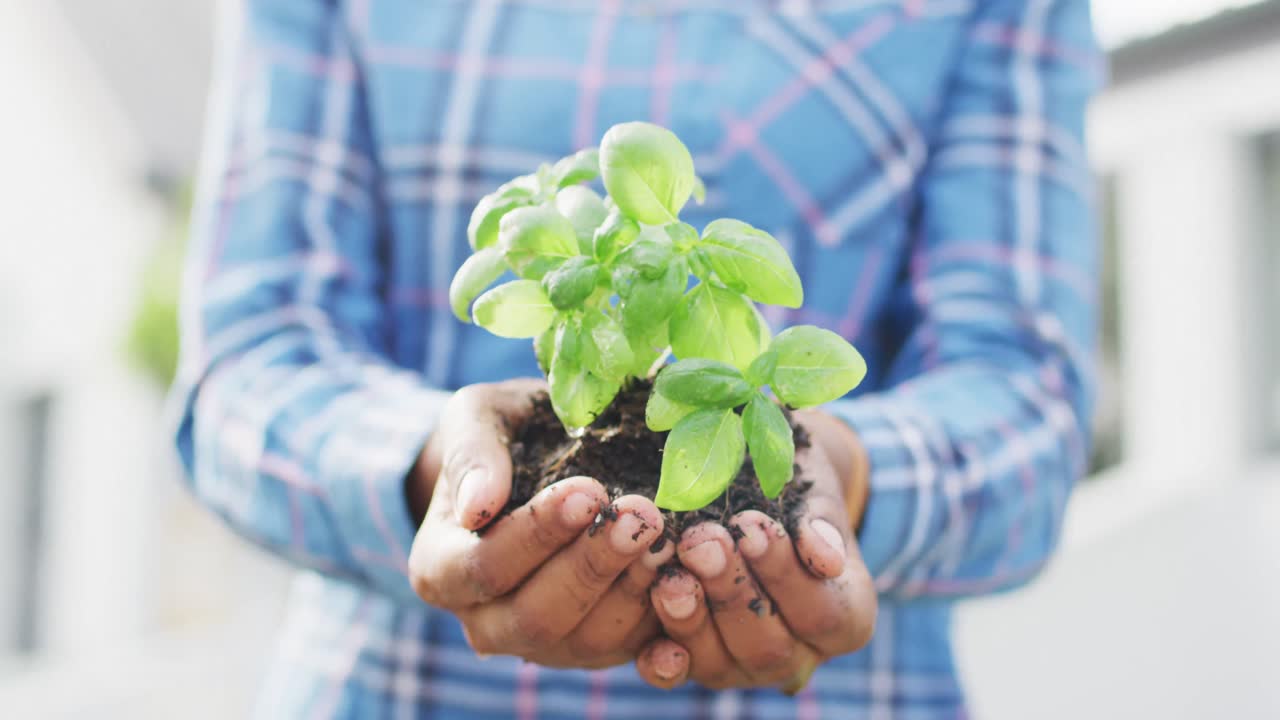 sección media de una mujer afroamericana que sostiene una plántula de hierba