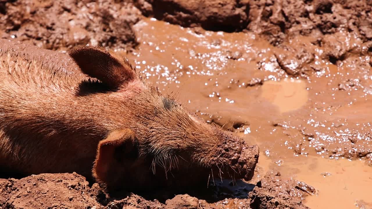 A detailed close-up shot of a pig's head and ears as it relaxes in mud