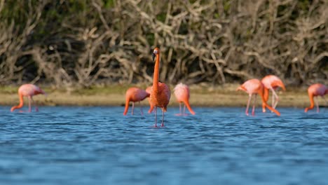 el flamenco solitario en foco se extiende el cuello levantando la cabeza para mirar a su alrededor mientras la bandada come detrás del bosque de manglares