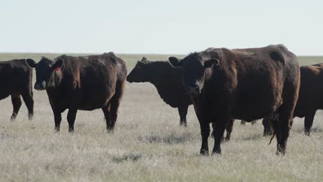 cows mooing in prairie grassland
