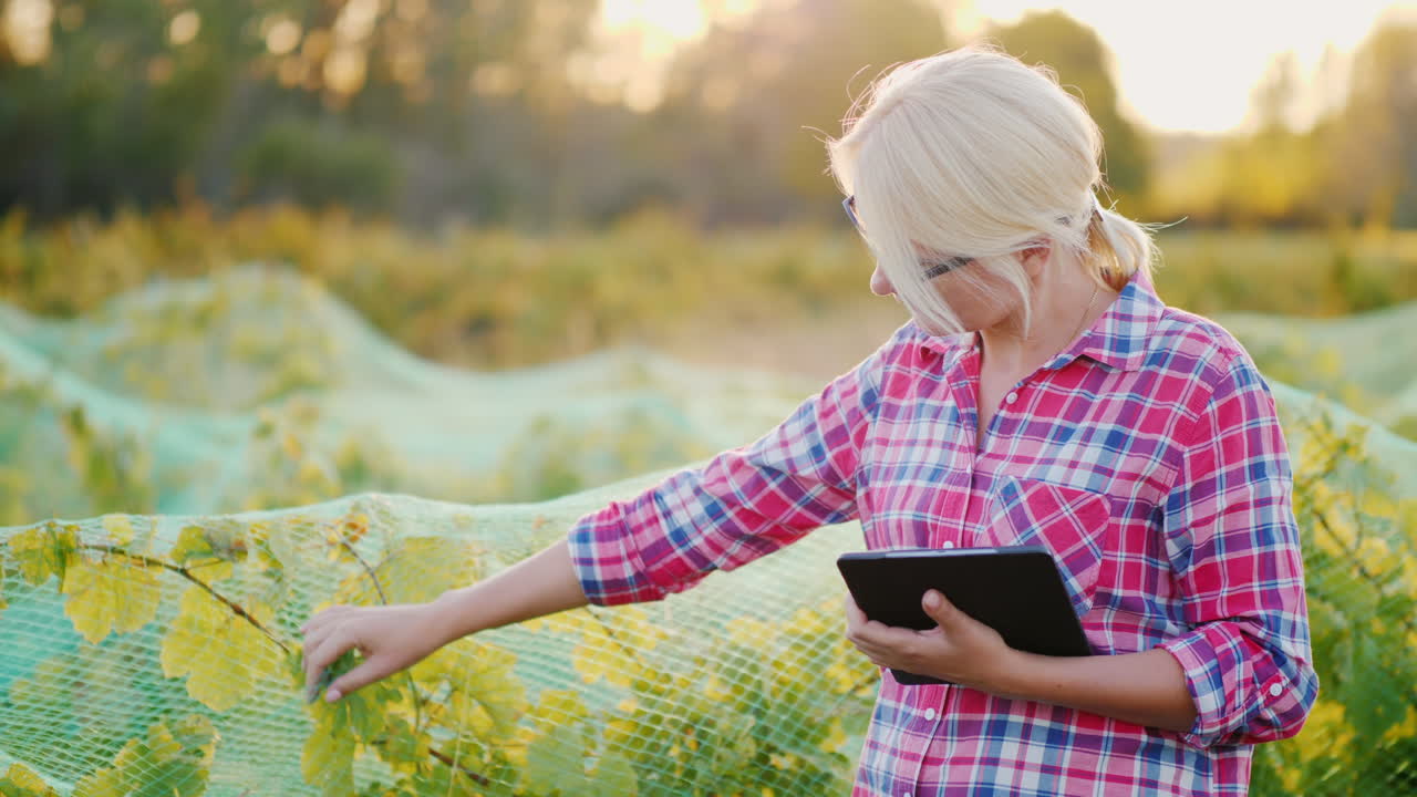 태블릿으로 작업 중인 포도원 주인