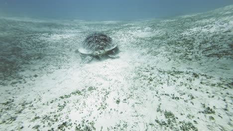 Aguas-Poco-Profundas-Del-Océano,-Tortugas-Marinas-Verdes-Moviéndose-Lentamente-A-Lo-Largo-Del-Suelo-Arenoso