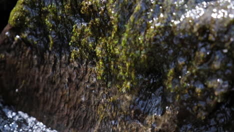 river flowing over moss stones in deep woods among stones, greenery and trees in the sun