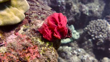 Eggs-of-the-Spanish-dancer