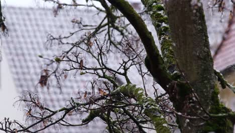 Close-tele-view-on-a-mossy-tree-during-snowfall